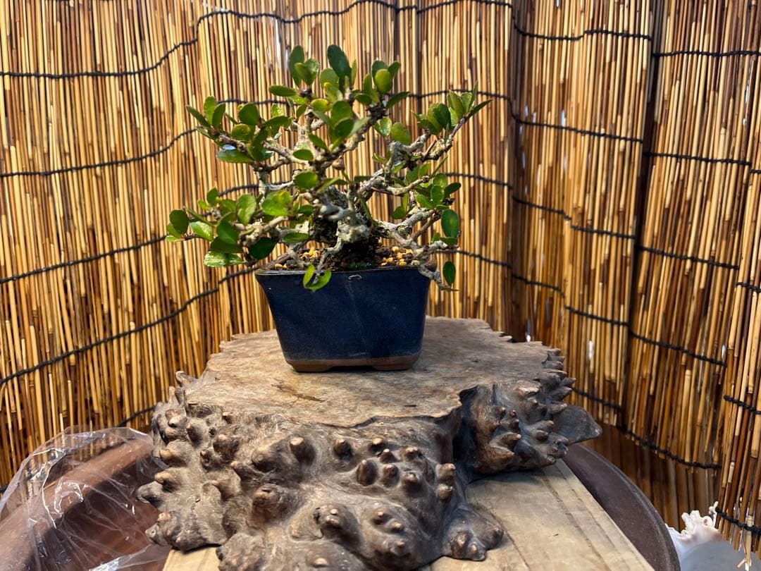 ✨✨✨ハリツリマサキ【◎良品素材】検/ハートツリー実happy♪セール♪