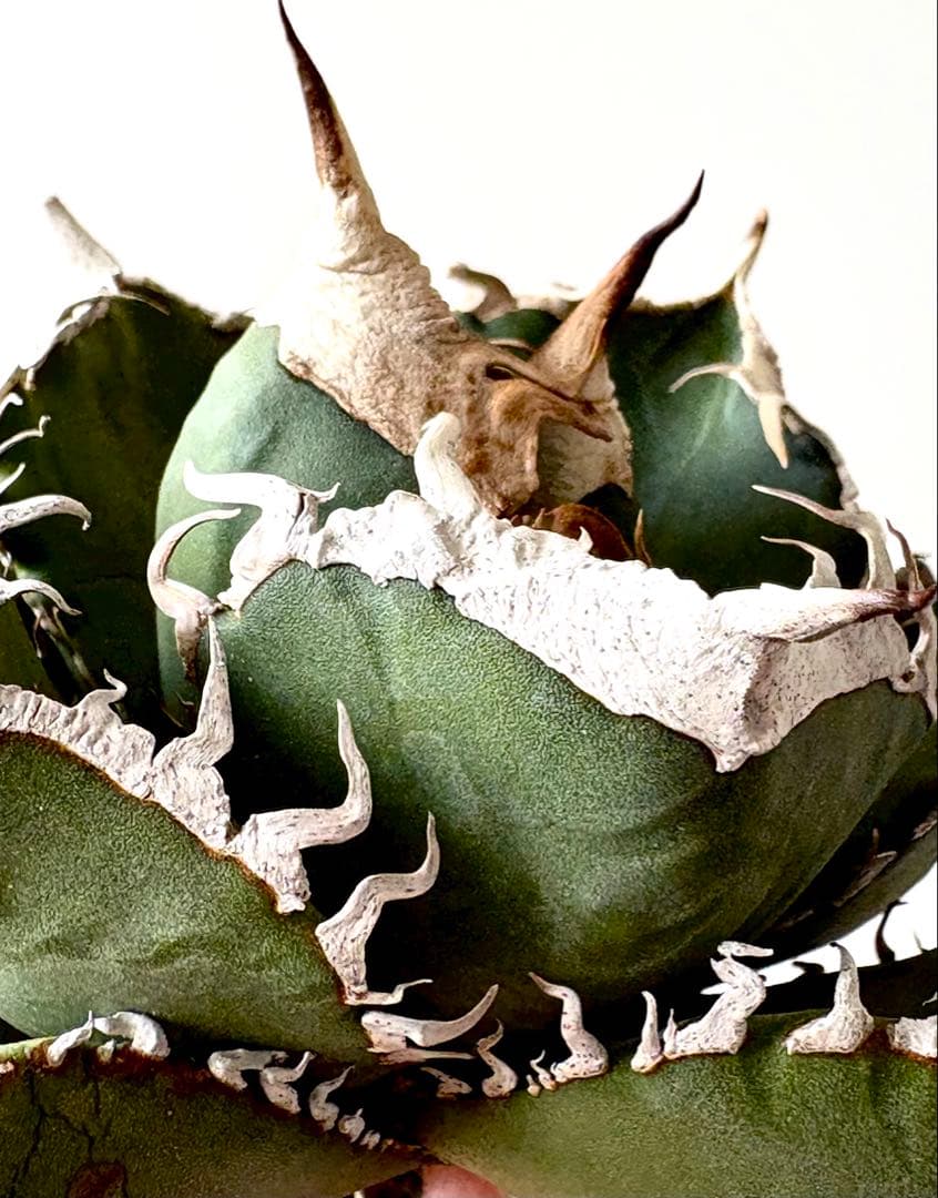 【SSS級、コレクション株】アガベ　SAD　南アフリカダイヤモンド　子株付き