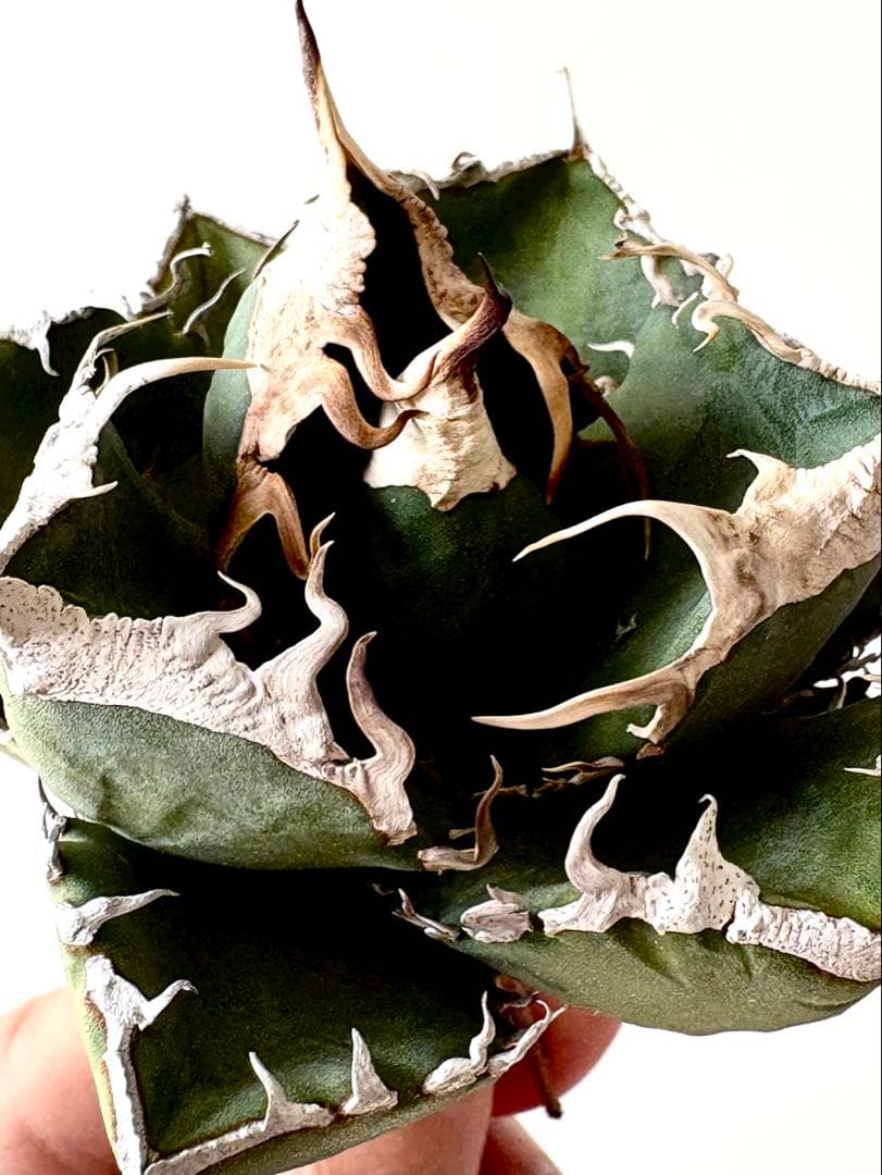 【SSS級、コレクション株】アガベ　SAD　南アフリカダイヤモンド　子株付き