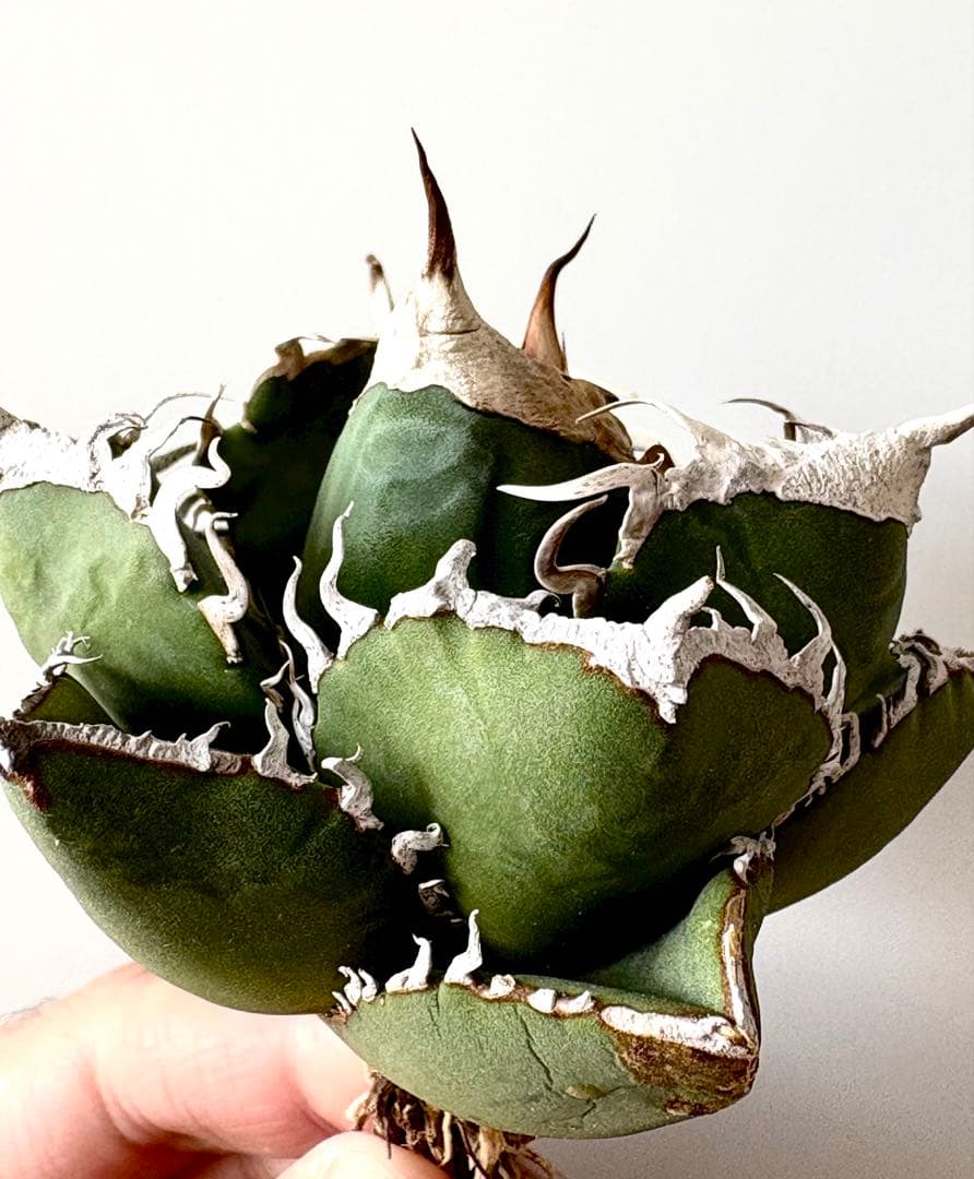 【SSS級、コレクション株】アガベ　SAD　南アフリカダイヤモンド　子株付き