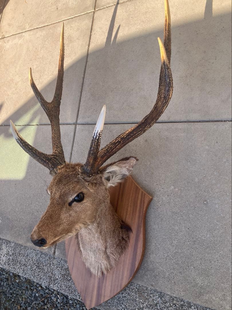 ハンティングトロフィー 鹿の剥製 壁飾り