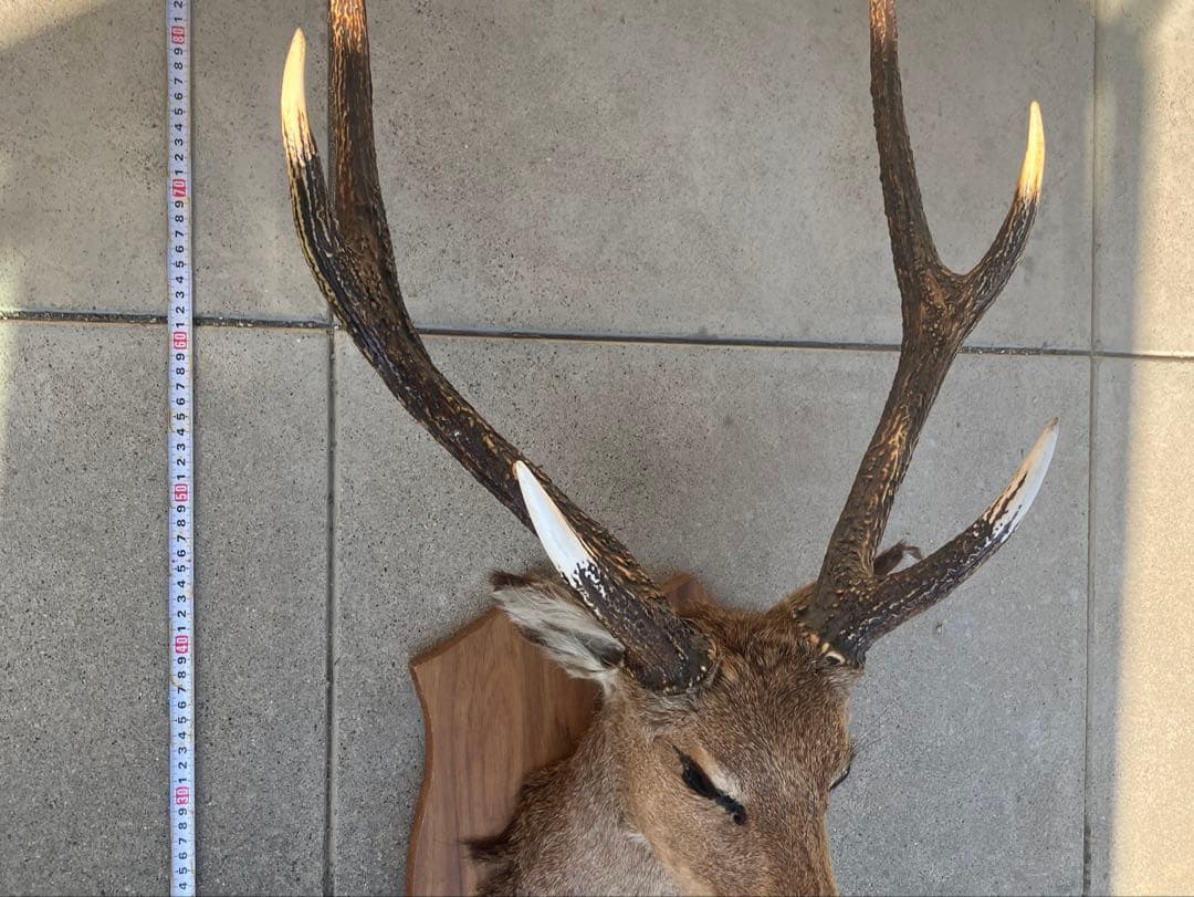 ハンティングトロフィー 鹿の剥製 壁飾り