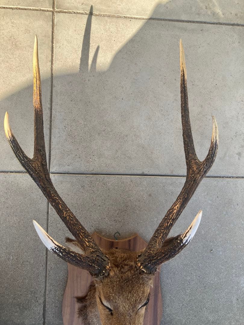 ハンティングトロフィー 鹿の剥製 壁飾り