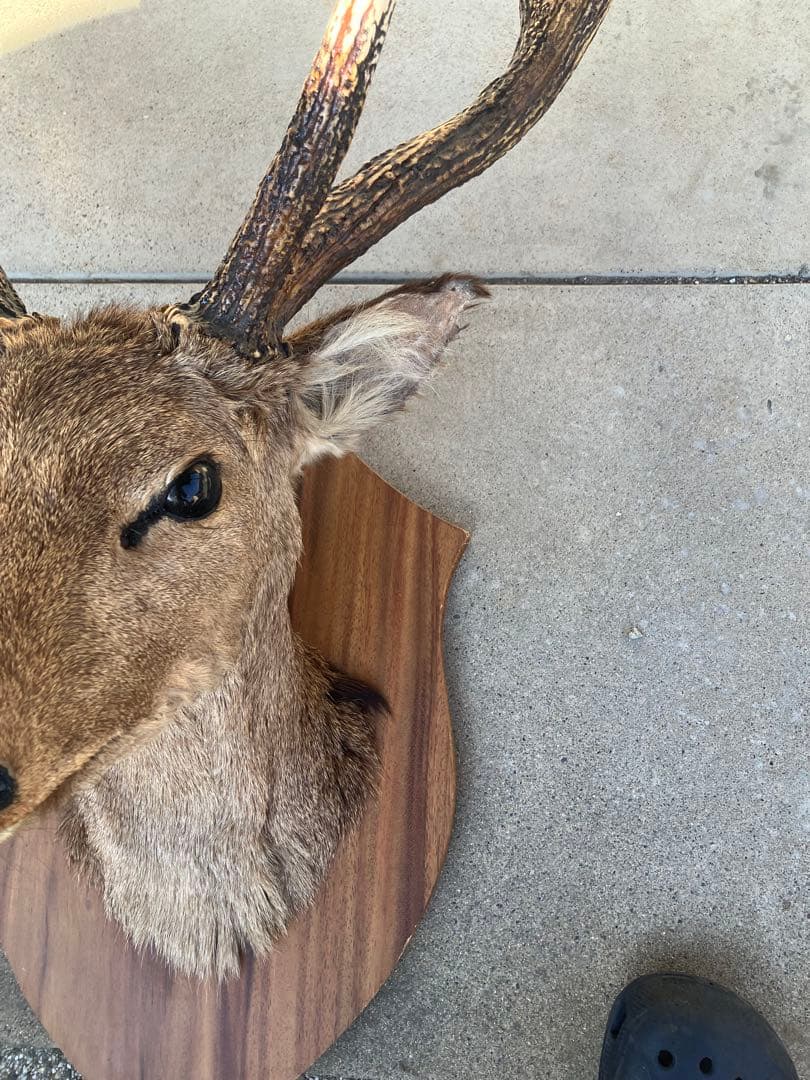 ハンティングトロフィー 鹿の剥製 壁飾り