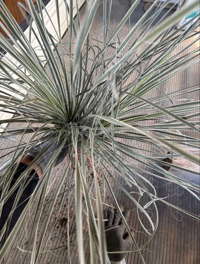 最終 ユッカ エラータ ダブルヘッド 国内実生 ロストラータ リギダ