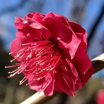 《現品》鹿児島紅梅（カゴシマコウバイ）樹高1.9ｍ（根鉢含まず）33【花梅苗木】