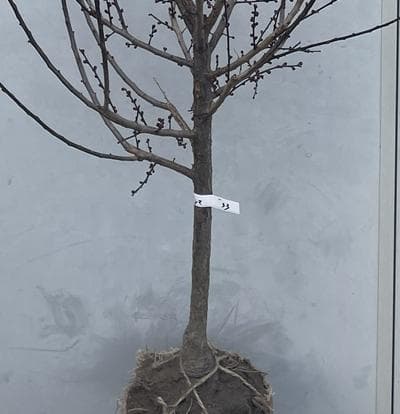 《現品》鹿児島紅梅（カゴシマコウバイ）樹高1.9ｍ（根鉢含まず）33【花梅苗木】