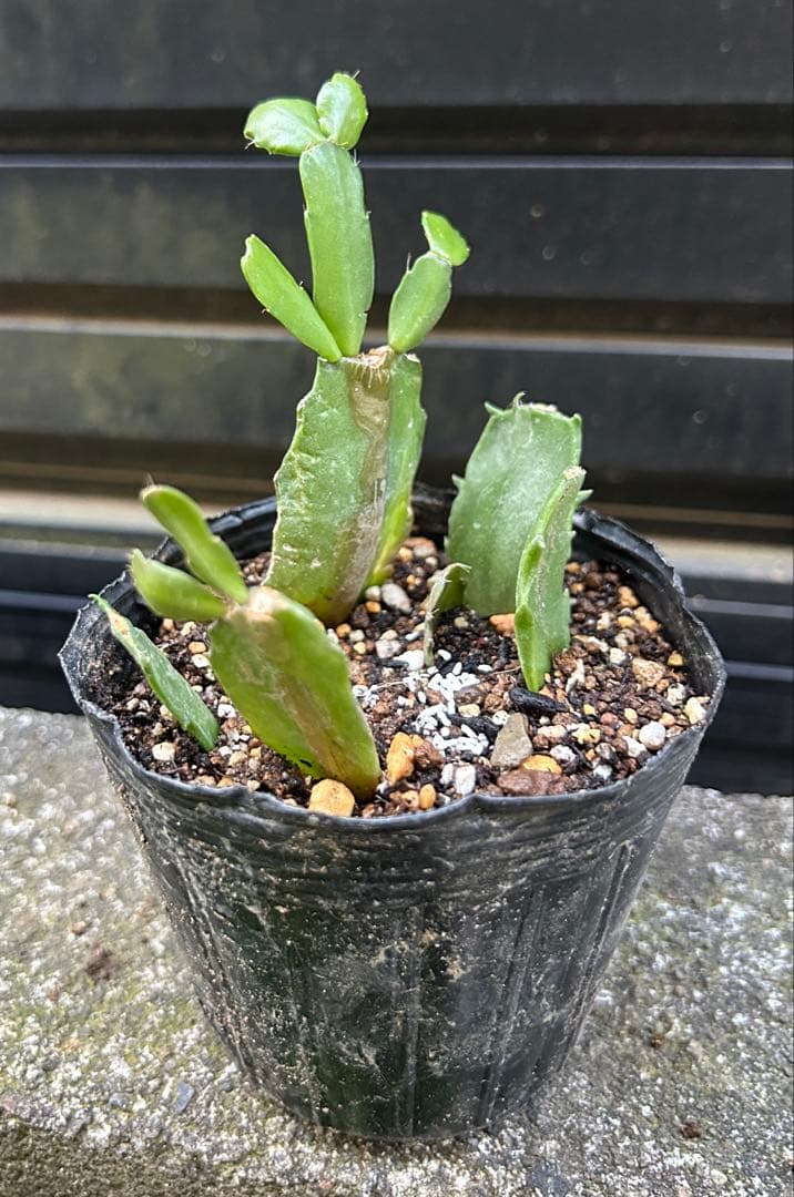 B／抜き苗 オレンジコンペイトウ シャコバサボテン 多肉植物 - メルカリ