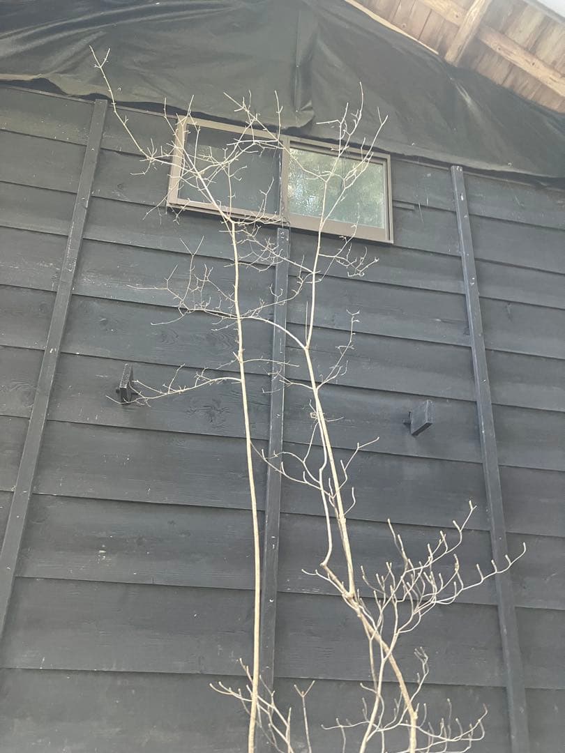 山採り　オトコヨウゾメ　ミツバツツジ　混合株