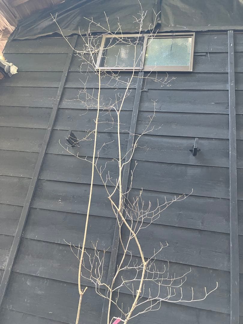 山採り　オトコヨウゾメ　ミツバツツジ　混合株