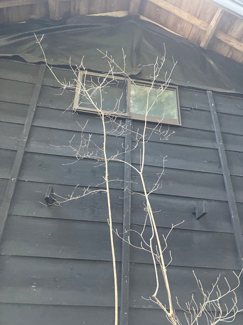 山採り　オトコヨウゾメ　ミツバツツジ　混合株