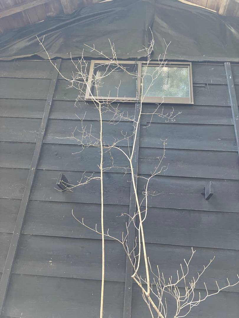 山採り　オトコヨウゾメ　ミツバツツジ　混合株