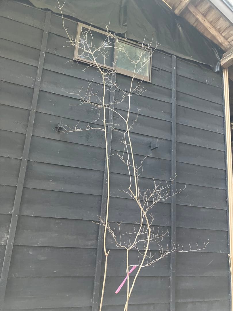 山採り　オトコヨウゾメ　ミツバツツジ　混合株