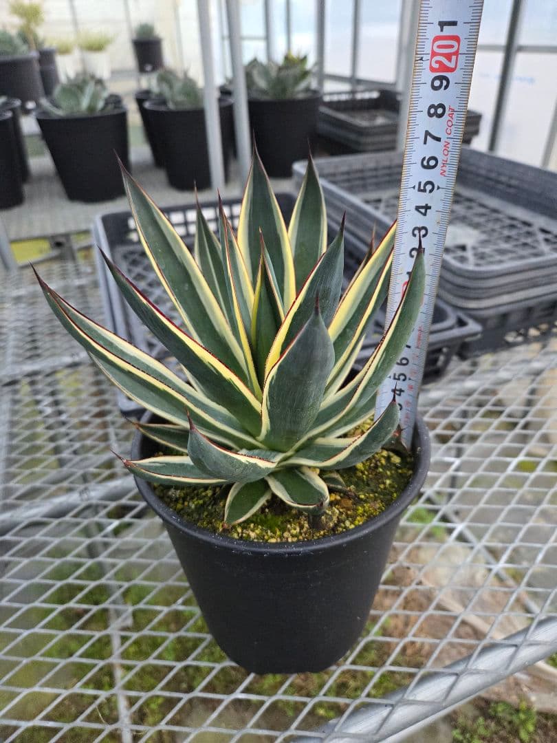 アカベ　スノーグロー