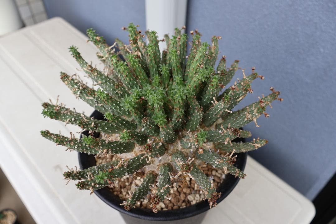 送込 超希少種 ユーフォルビア フスカ 蛮蛇頭 発根済 デセプタ