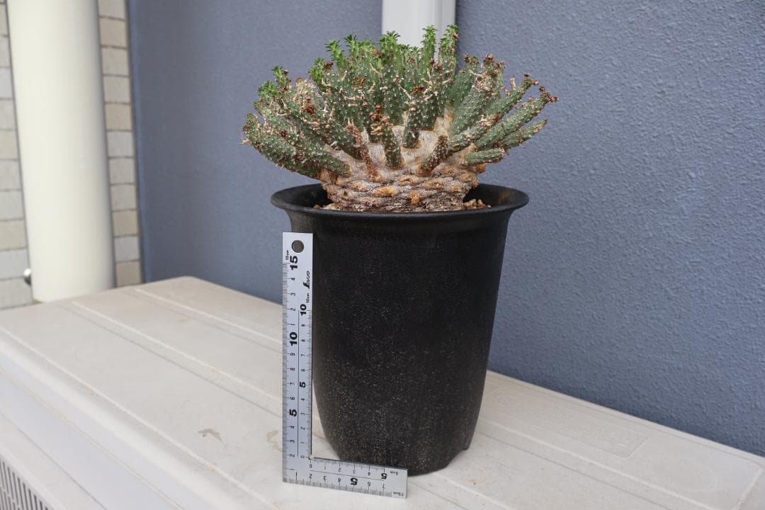 送込 超希少種 ユーフォルビア フスカ 蛮蛇頭 発根済 デセプタ