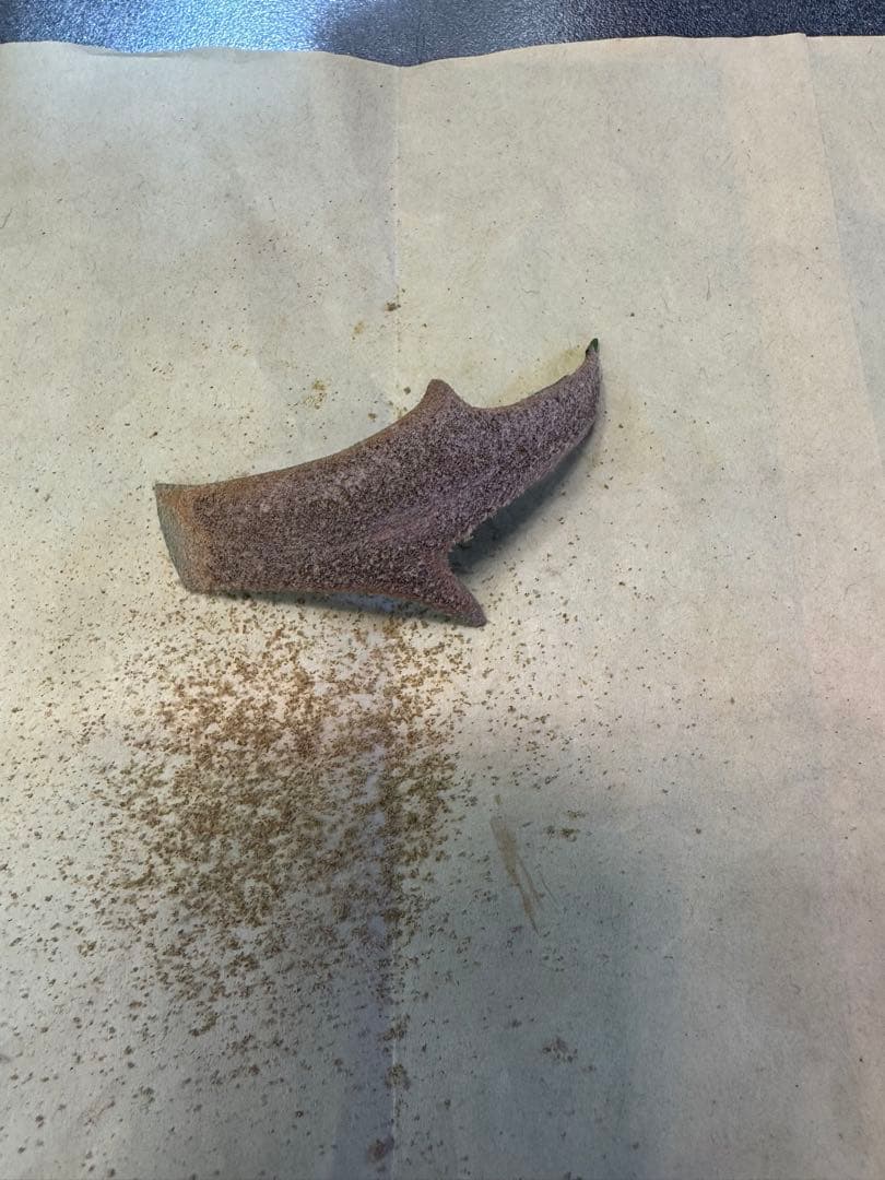 willinckii 伊弉諾　胞子　ビカクシダ