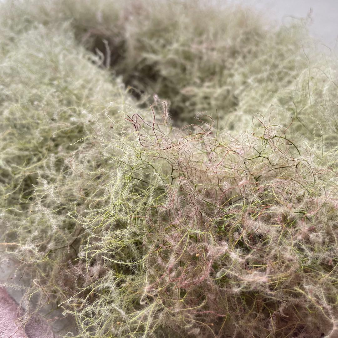 2.スモークツリーオーバルリース