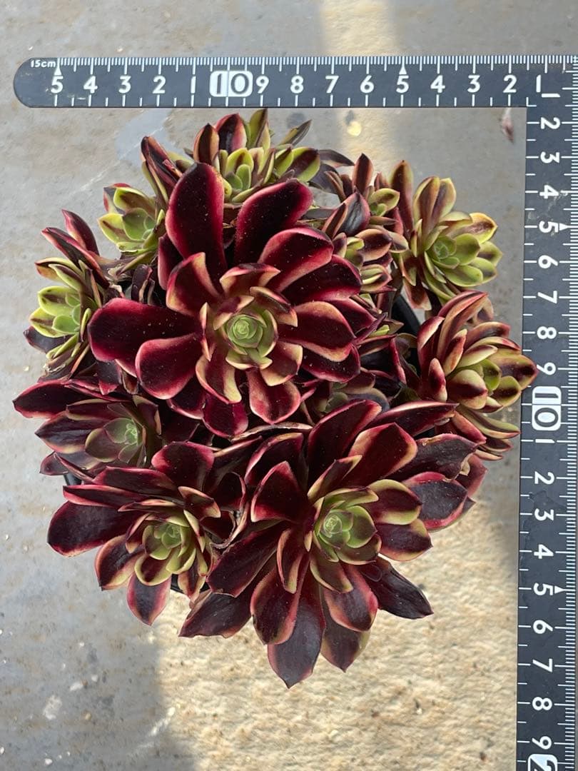 多肉植物アエオニウム  ꕤ欧嘉麗法師錦ꕤ木立、高足 プーケ型 大苗群生16頭