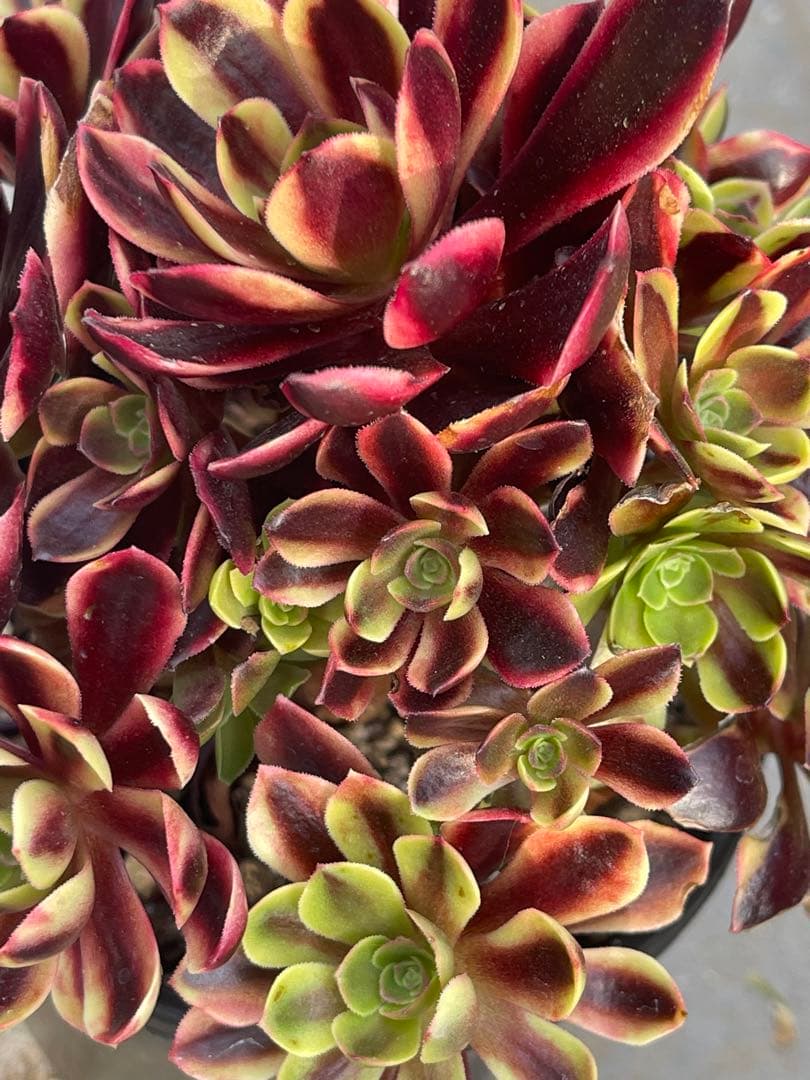 多肉植物アエオニウム  ꕤ欧嘉麗法師錦ꕤ木立、高足 プーケ型 大苗群生16頭