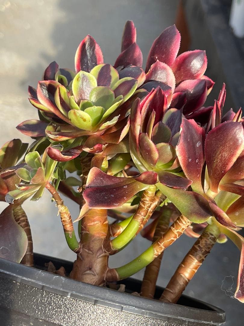 多肉植物アエオニウム  ꕤ欧嘉麗法師錦ꕤ木立、高足 プーケ型 大苗群生16頭