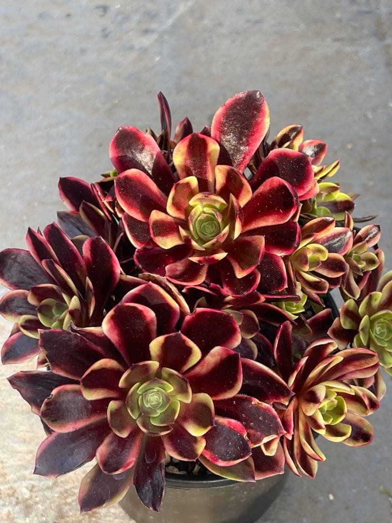 多肉植物アエオニウム  ꕤ欧嘉麗法師錦ꕤ木立、高足 プーケ型 大苗群生16頭