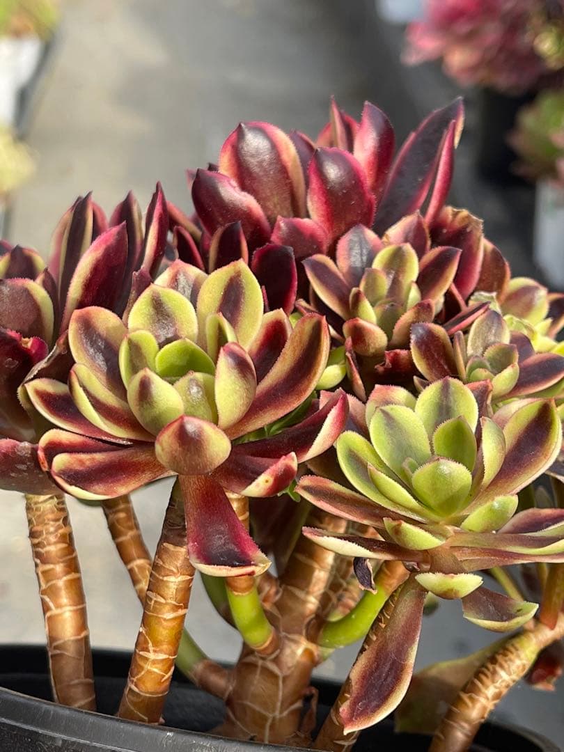 多肉植物アエオニウム  ꕤ欧嘉麗法師錦ꕤ木立、高足 プーケ型 大苗群生16頭