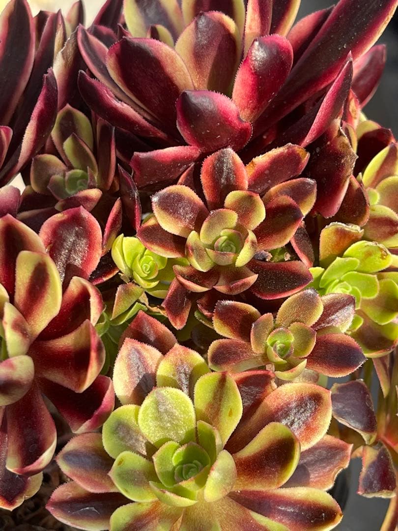 多肉植物アエオニウム  ꕤ欧嘉麗法師錦ꕤ木立、高足 プーケ型 大苗群生16頭