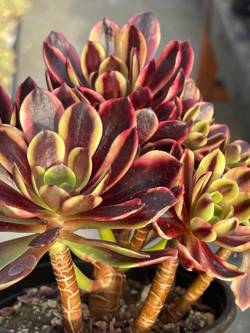 多肉植物アエオニウム  ꕤ欧嘉麗法師錦ꕤ木立、高足 プーケ型 大苗群生16頭