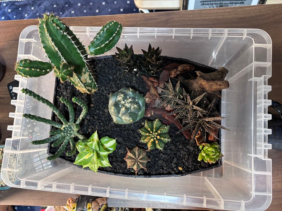 多肉植物 寄せ植え アレンジメント