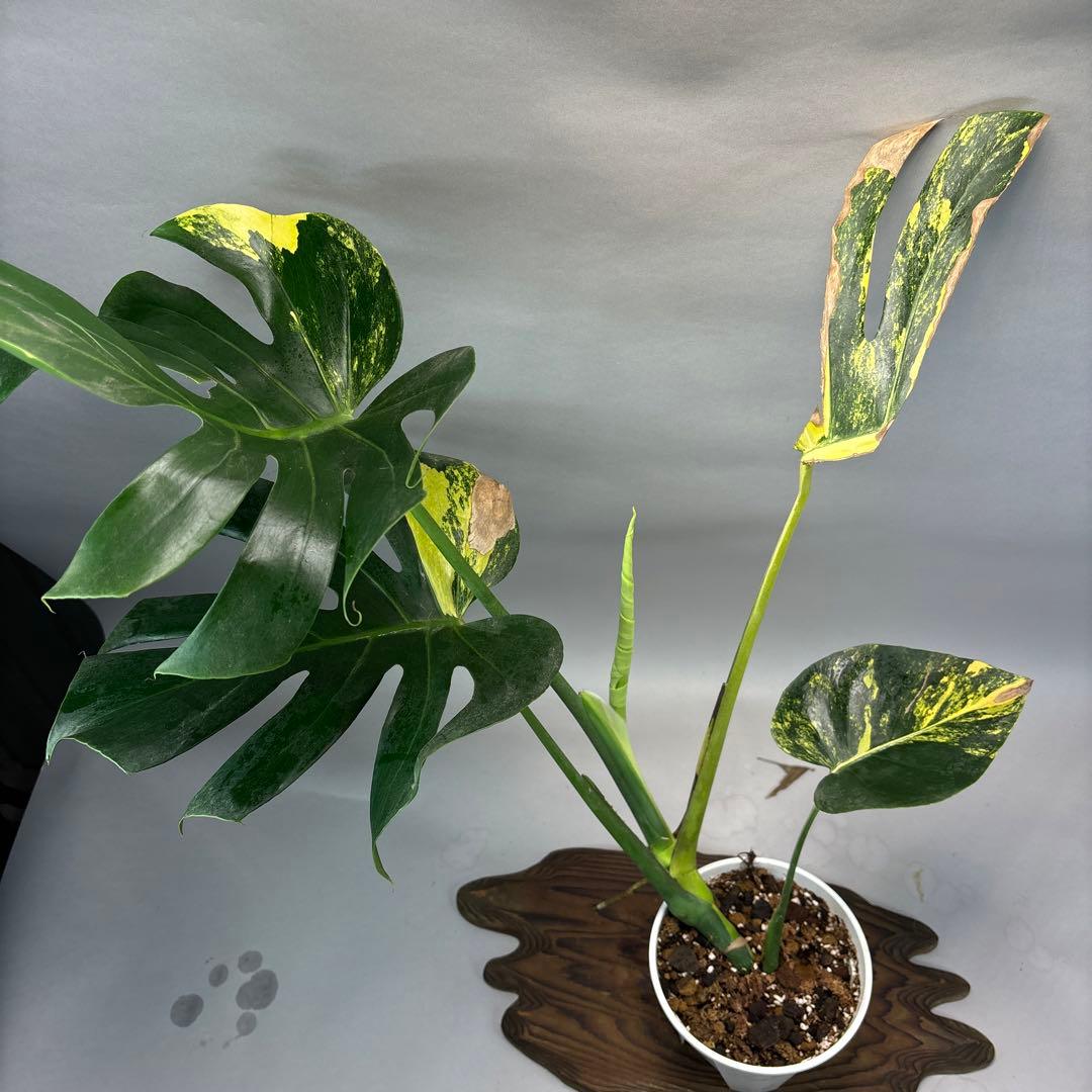 確認用 多肉植物リトープス/コノフィツム 荒玉系 コールナンバー付き