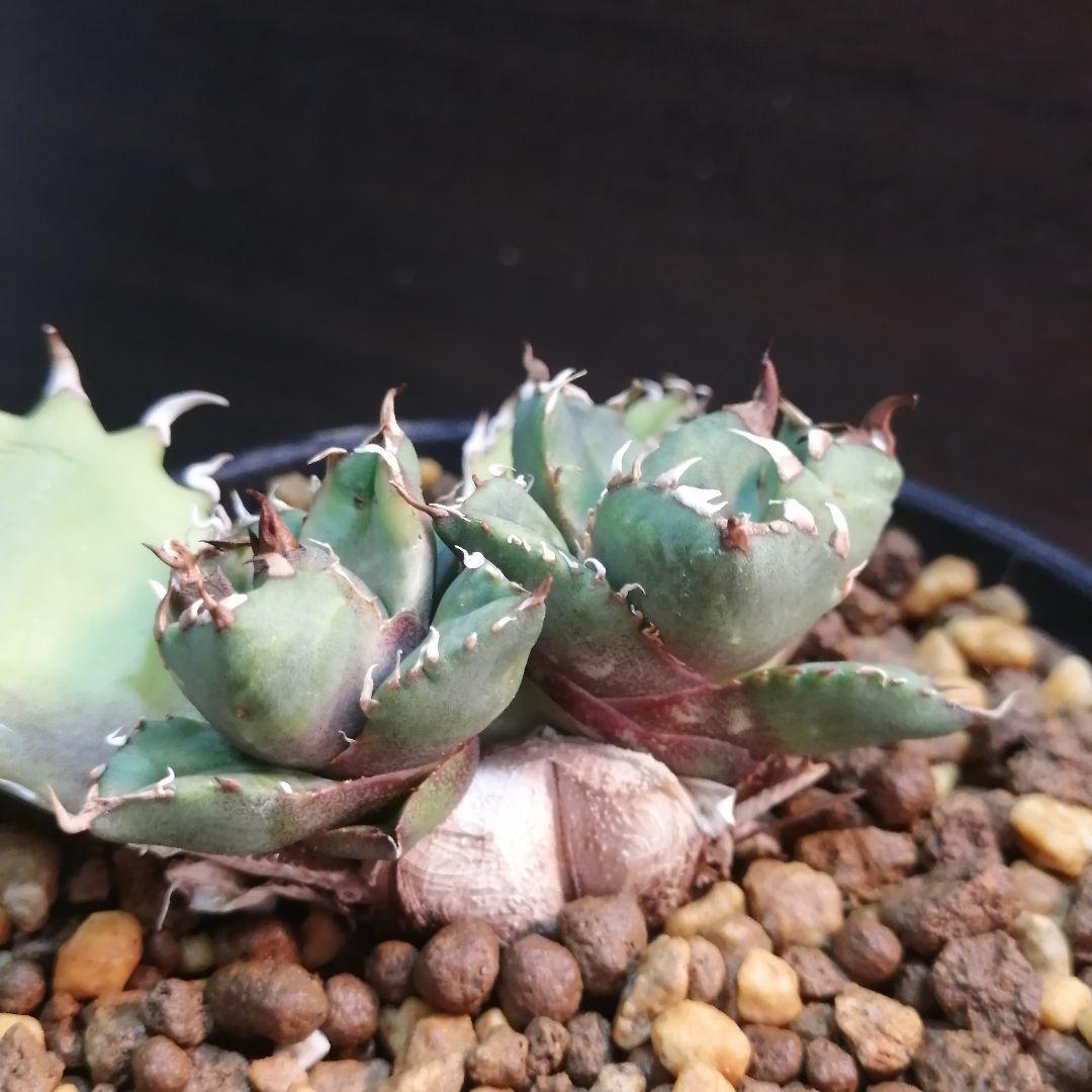 子株5つ 胴切り縦割り2鉢セット アガベ チタノタ 老白鯨 - メルカリ