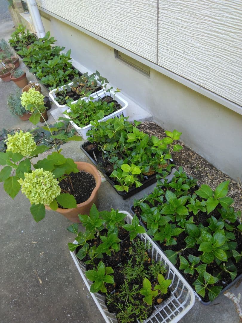 紫陽花苗　色々　１ポット