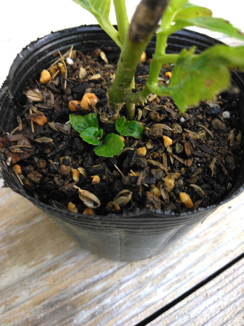 紫陽花苗　色々　１ポット