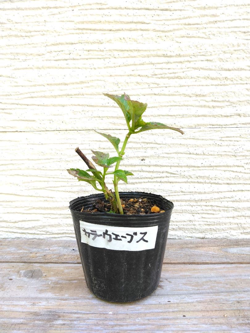 紫陽花苗　色々　１ポット