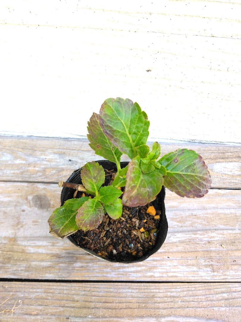 紫陽花苗　色々　１ポット