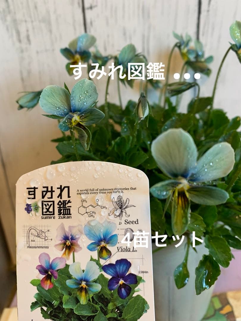 y*k様 すみれ図鑑 1苗 Nouvelle Vague 2苗 