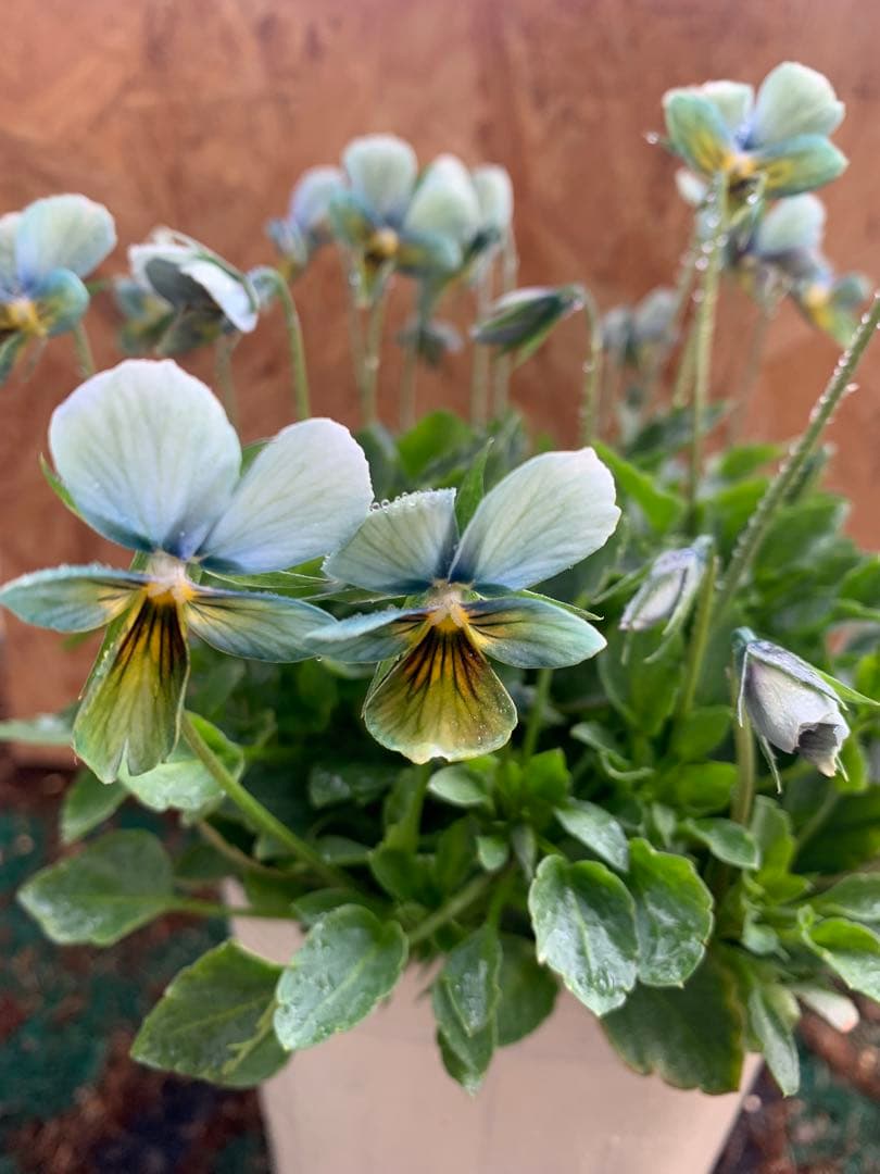 y*k様 すみれ図鑑 1苗 Nouvelle Vague 2苗 