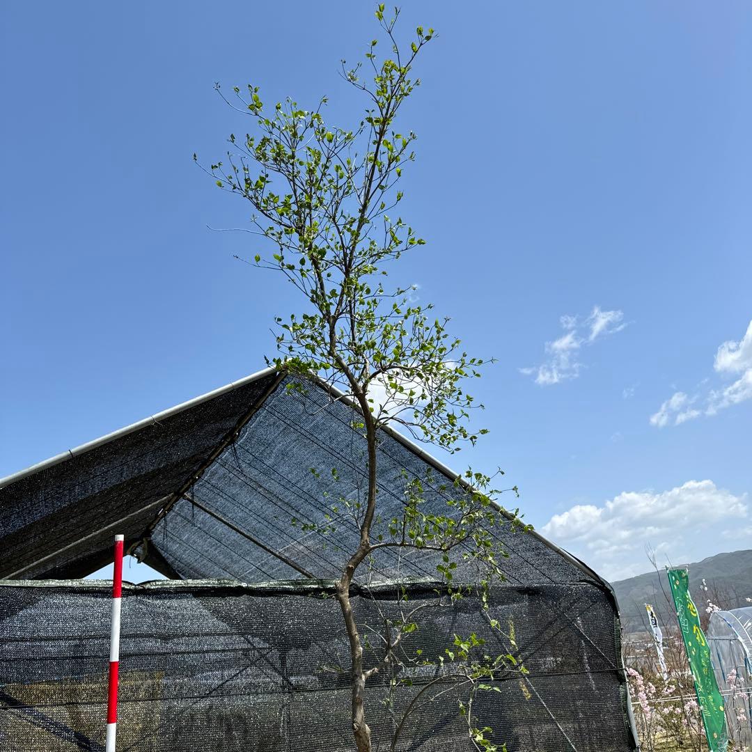 《お引き取り/本州配送可》シダレヤマボウシ/特大株【現品限り】