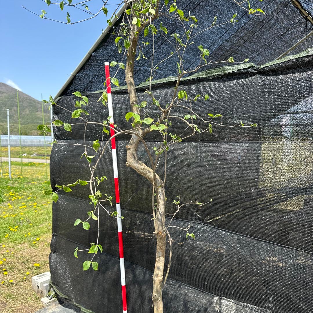 《お引き取り/本州配送可》シダレヤマボウシ/特大株【現品限り】