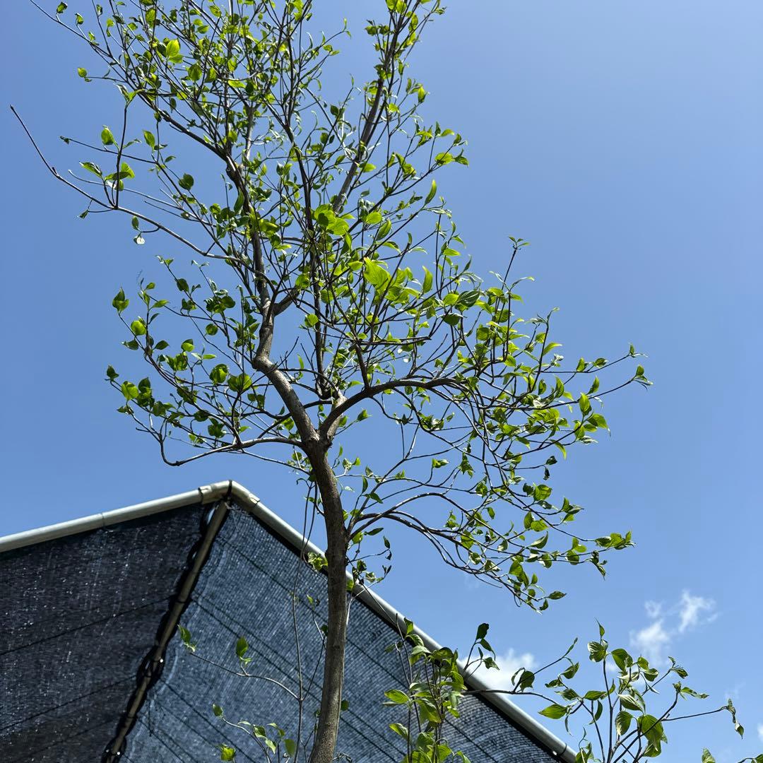 《お引き取り/本州配送可》シダレヤマボウシ/特大株【現品限り】