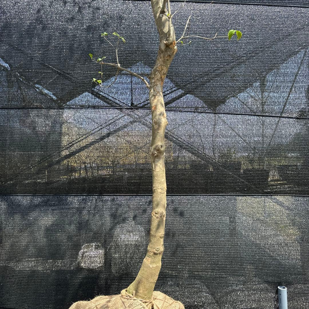 《お引き取り/本州配送可》シダレヤマボウシ/特大株【現品限り】