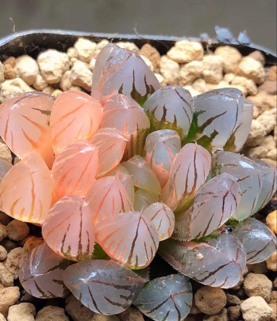多肉植物 ハオルチア ブラックオブツーサ錦 鮮明錦 極上斑入り - メルカリ