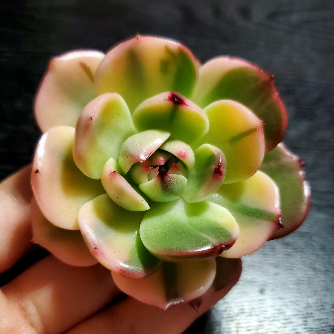 多肉・フラメンコ錦・極上派手色斑・ちびっこ2個付き