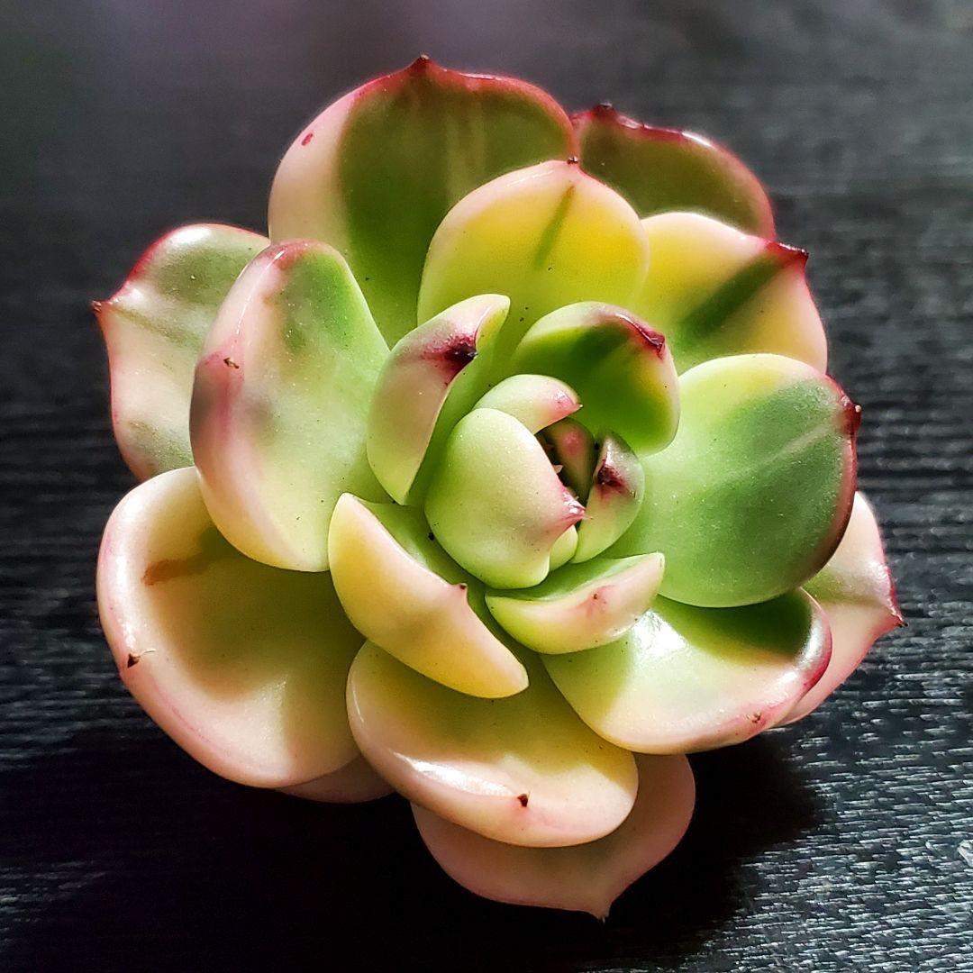 多肉・フラメンコ錦・極上派手色斑・ちびっこ2個付き