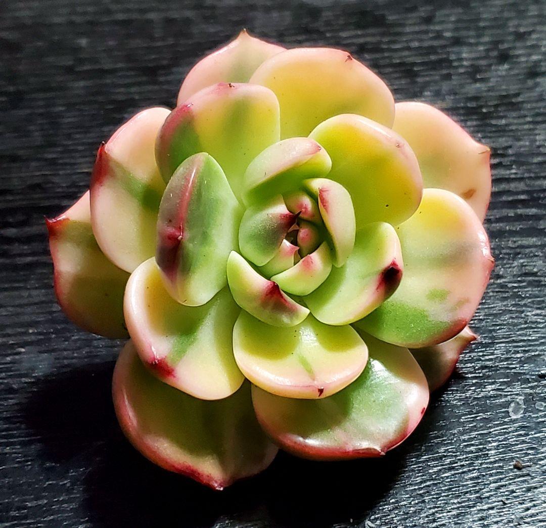 多肉・フラメンコ錦・極上派手色斑・ちびっこ2個付き