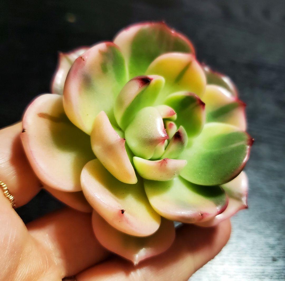 多肉・フラメンコ錦・極上派手色斑・ちびっこ2個付き