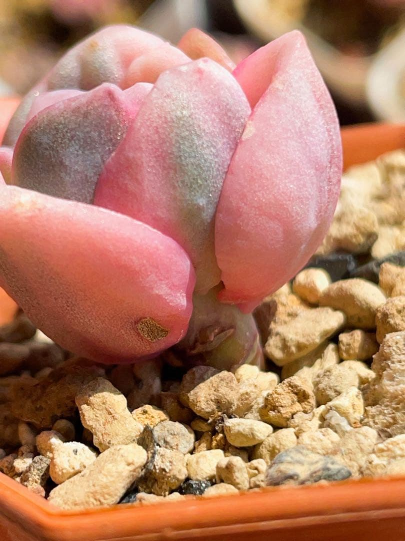 ラブリーローズ錦 単頭 虹斑入り レア 多肉植物 エケベリア 超美斑入り