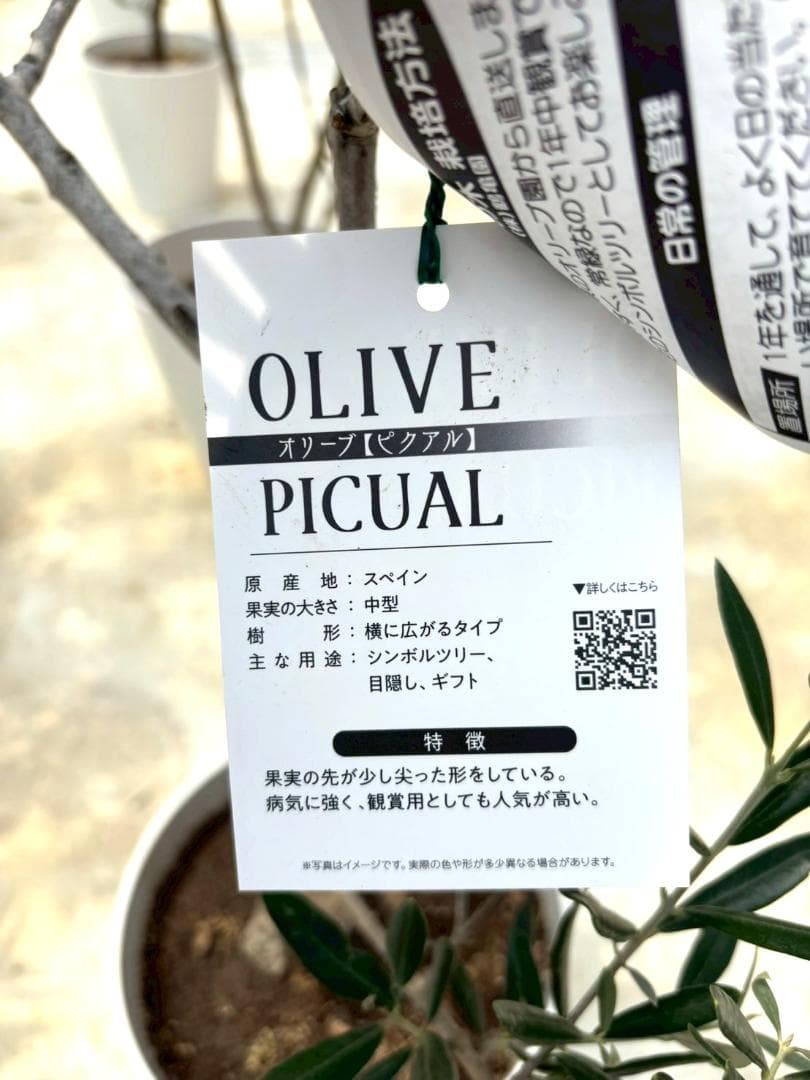 オリーブの木 ピクアル 10号 約165cm NO.870 人気品種 現品掲載 - メルカリ