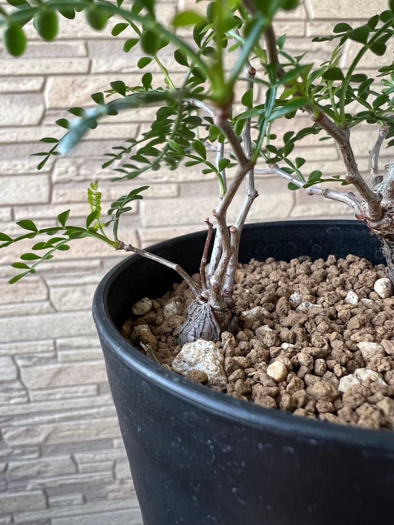 オペルクリカリア パキプス 根挿し 2株セット売り